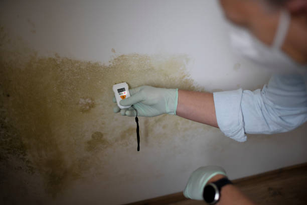 Best Local Mold Removal Service  in Bradford, OH