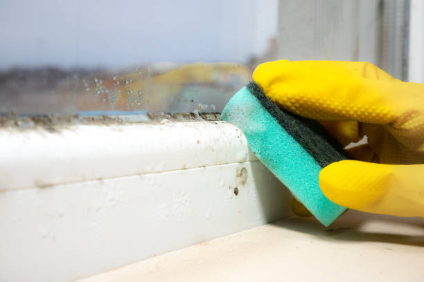 Best Mold Testing  in Bradford, OH