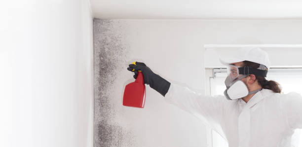 Best Certified Mold Removal  in Bradford, OH