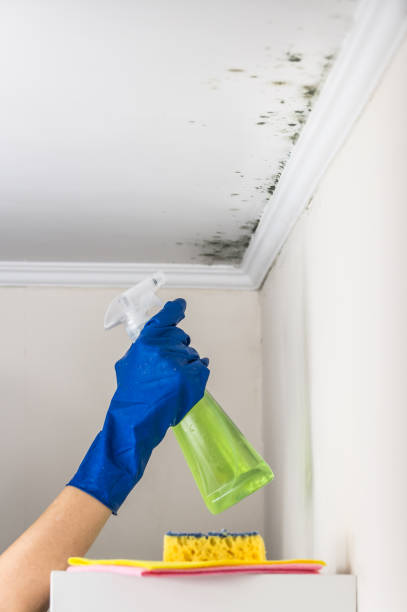 Best Mold Removal Company Near Me  in Bradford, OH