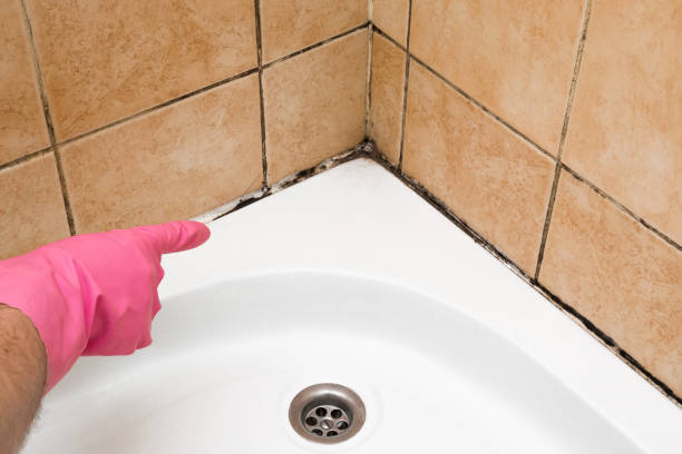 Best Affordable Mold Removal  in Bradford, OH